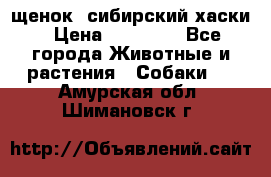 щенок  сибирский хаски › Цена ­ 12 000 - Все города Животные и растения » Собаки   . Амурская обл.,Шимановск г.